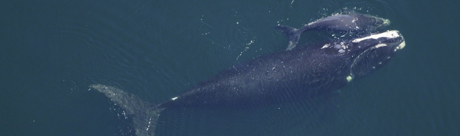 クジラや深海魚の生態情報をまとめるサイト